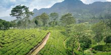 Sri Lanka tours